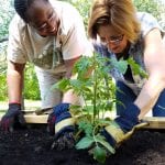 Women planting vegetables in garden